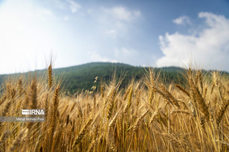 مجوز مجلس به دولت برای انتشار اوراق به منظور پرداخت به موقع بهای خرید گندم