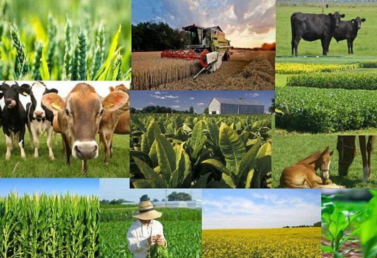 آذربایجان شرقی در ۱۷ محصول رتبه های برتر کشور را دارد