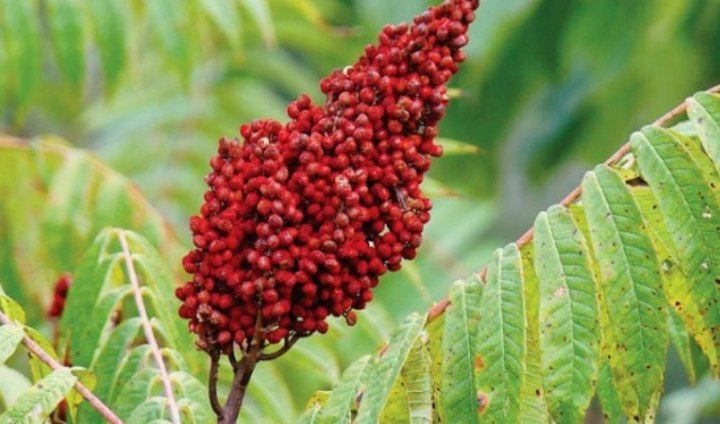 کشت سماق در آذربایجان شرقی توسعه یافت