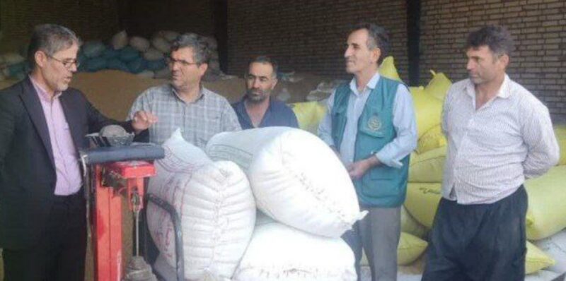 بازدید فرماندار و مدیر جهادکشاورزی از مراکز خرید تضمینی گندم هوراند