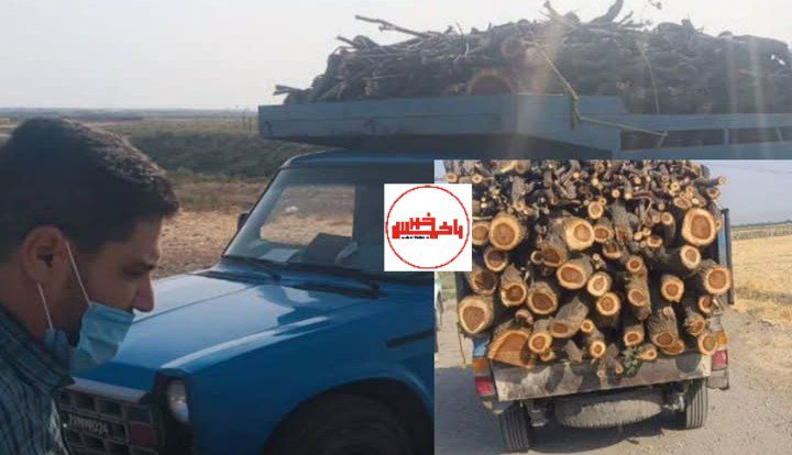کشف قاچاق ۱۱ تن چوب جنگلی کمیاب در بناب؛ توقیف نیسان حامل ۳ تن چوب قرهآغاج