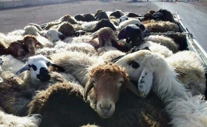 بازداشت باند سارقین احشام بخش تسوج