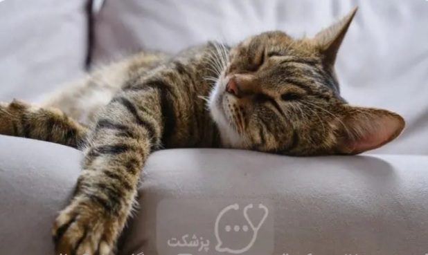 گربه ها واقعاً چقدر می‌خوابند؟
