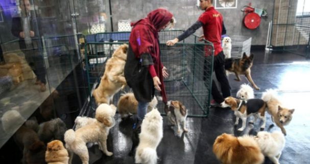 زندگی لوکس سگها در ایران | از کافههای مخصوص تا تولدهای میلیاردی | چهره پنهان یک محبت | عشق یا تجارت احساسات؟