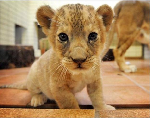 بازار داغ فروش حیوانات وحشی/ شیر و پلنگ فروشی شد/ قیمتها تا ۲ میلیارد تومان!