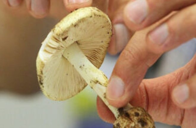 مصرف این قارچ ها جانتان را تهدید می‌کند