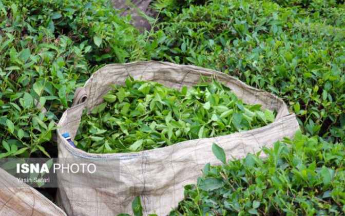 ترخیص ۱۰۰ درصدی چای خارجی ابلاغ شد