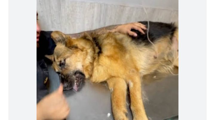 تیدا سگ محبوب شبکههای اجتماعی و فیلمهای سینمایی مُرد