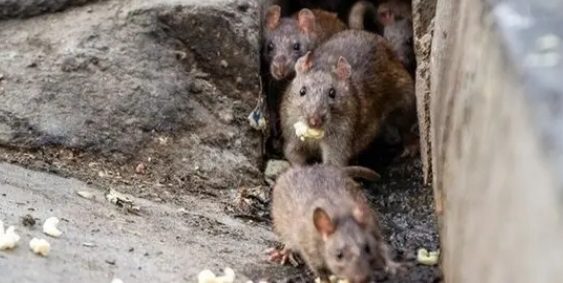 موش‌ها همه جا پر شده‌اند/ سامانه پاسخگویی شهرداری: کاری از ما ساخته نیست!