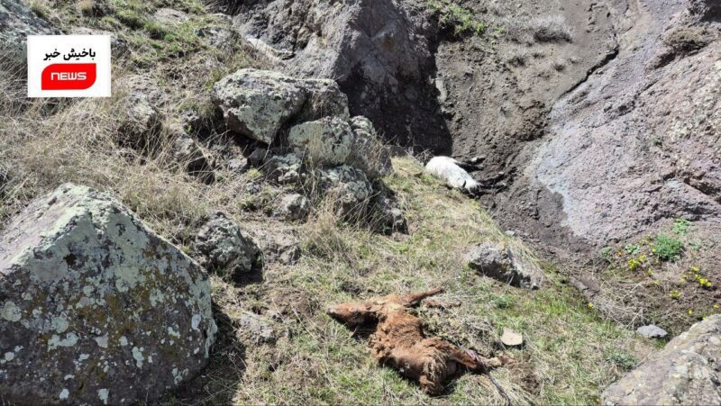 تلف شدن بیش از 200 راس دام سبک روستای قره‌دره شهرستان هریس