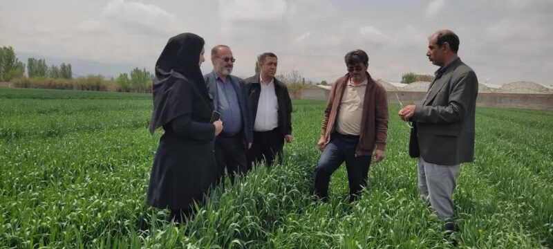 علف های هرز آفت سن و زنگ گندم تهدیدی  برای مزارع