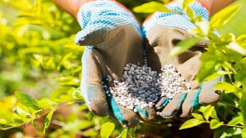 توزیع ۱۰۰۰ تن کود سرک در مزارع شهرستان مراغه