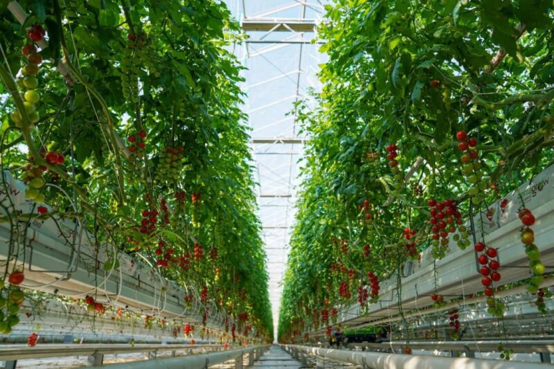 بازدید اعضای کمیسیون اجتماعی مجلس از بزرگترین گلخانه خاورمیانه در جلفا
