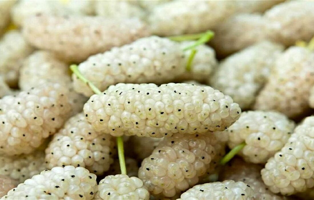 برگزاری جشنواره توت سفید در هوراند