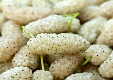 برگزاری جشنواره توت سفید در هوراند