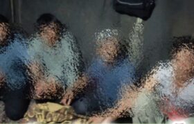 ۸اتباع غیرمجاز در میانه با همکاری شهروندان جمع آوری شد