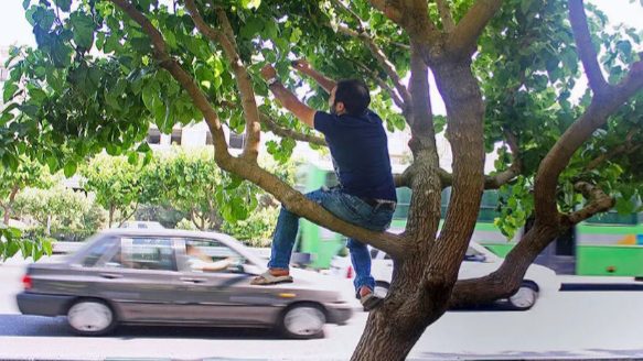 مراقب توت‌ خوری در خیابان باشید