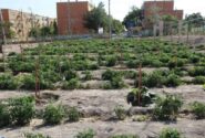 افزایش تملک باغات لاله تبریز توسط شهرداری منطقه ۷