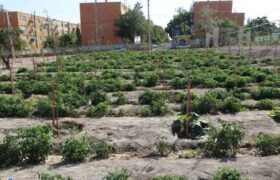 افزایش تملک باغات لاله تبریز توسط شهرداری منطقه ۷