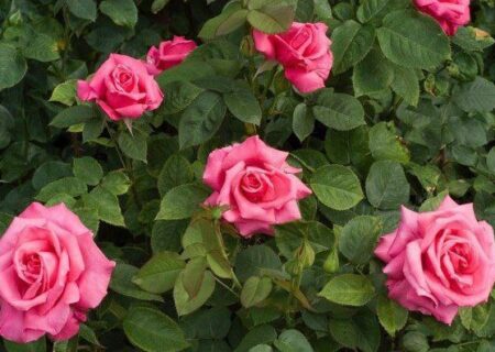 تولید ۴ هزار تن گل محمدی در آذربایجان شرقی