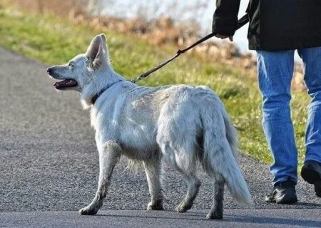 سگ‌گردانی در تبریز ممنوع شد