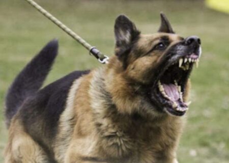 تشدید ممنوعیت سگ گردانی در میانه