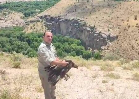 عقاب طلایی در سهند اوج گرفت