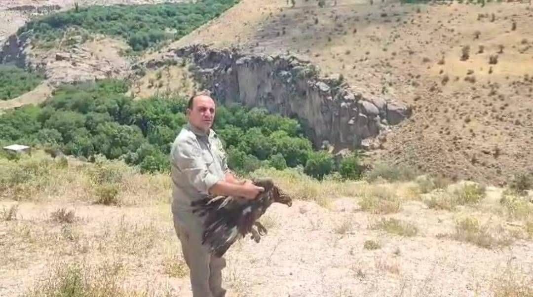 عقاب طلایی در سهند اوج گرفت