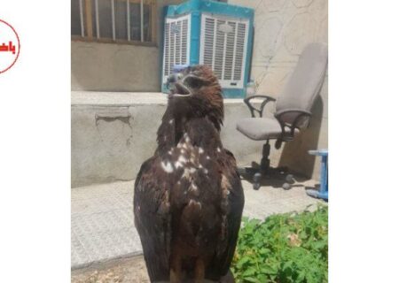 عقاب طلایی به دامنه طبیعت بازگردانده شد.