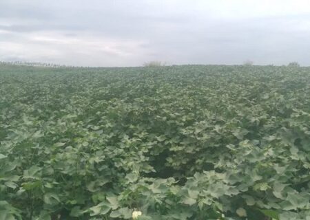 پایان کشت پنبه در ۱۲۰۰ هکتار از اراضی آذربایجان شرقی