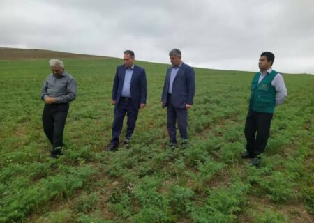 جهش ۱۰ برابری تولید علوفه در اراضی دیم آذربایجان شرقی