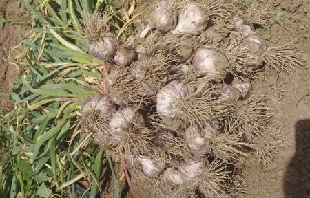 برداشت ۱۵۵۰۰ تن سیر از مزارع آذربایجان شرقی