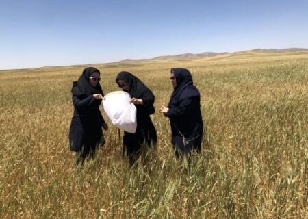 مبارزه با آفت سن گندم در سطح ۸۵ هزار هکتار از اراضی آذربایجان شرقی