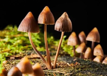 درمان افسردگی به کمک ترکیب طبیعی موجود در قارچ