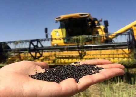 کشت ۴۸۷ هکتاری کلزا در اسکو