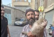 حادثه‌ای عجیب در تبریز ؛ هجوم میمون‌های به قلب تبریز!