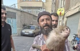 حادثه‌ای عجیب در تبریز ؛ هجوم میمون‌های به قلب تبریز!