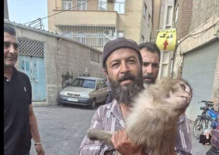 حادثه‌ای عجیب در تبریز ؛ هجوم میمون‌های به قلب تبریز!