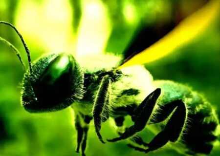 پروژه خارق‌العاده در چین؛ وقتی زنبورهای واقعی به سایبورگ تبدیل می‌شوند