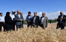 تأکید رئیس سازمان جهاد کشاورزی آذربایجان شرقی بر حمایت هدفمند و ارتقای بهره‌وری در تولید گندم
