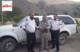 ماموران پلیس  وظیفه شناس میانه ای ناجی پرنده شکاری کمیاب