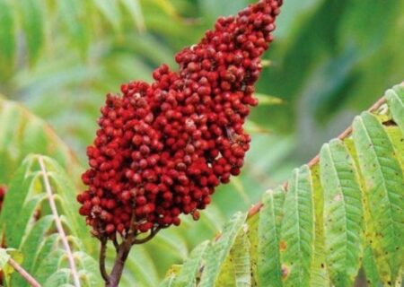 کشت سماق در آذربایجان شرقی توسعه یافت