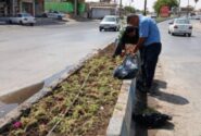تشریح عملکرد هفتگی معاونت خدمات شهری شهرداری مسجدسلیمان در حوزه فضای سبز 