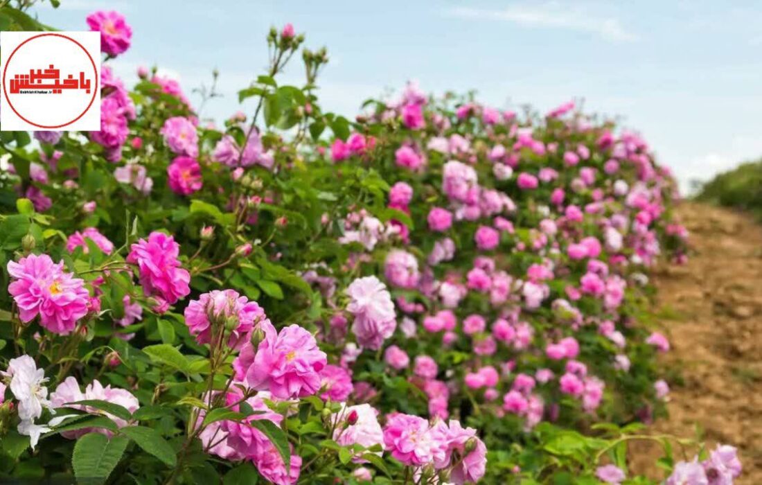 اسکو، قطب تولید گل محمدی در آذربایجان شرقی