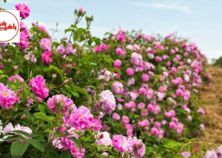 اسکو، قطب تولید گل محمدی در آذربایجان شرقی