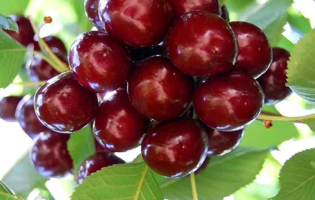 آذربایجان شرقی؛ دومین قطب تولید آلبالو کشور