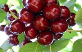 آذربایجان شرقی؛ دومین قطب تولید آلبالو کشور