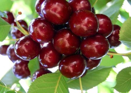 آذربایجان شرقی؛ دومین قطب تولید آلبالو کشور