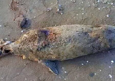 کشف لاشه یک قلاده فوک خزری در سواحل نورمازندران