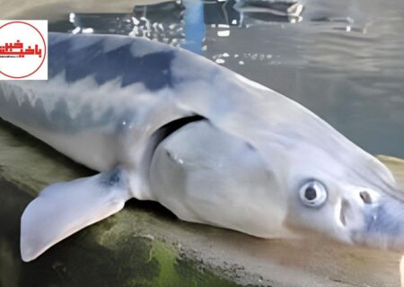 برداشت ۷کیلو خاویار از یک فیل‌ماهی ۷۰ کیلویی در جلفا